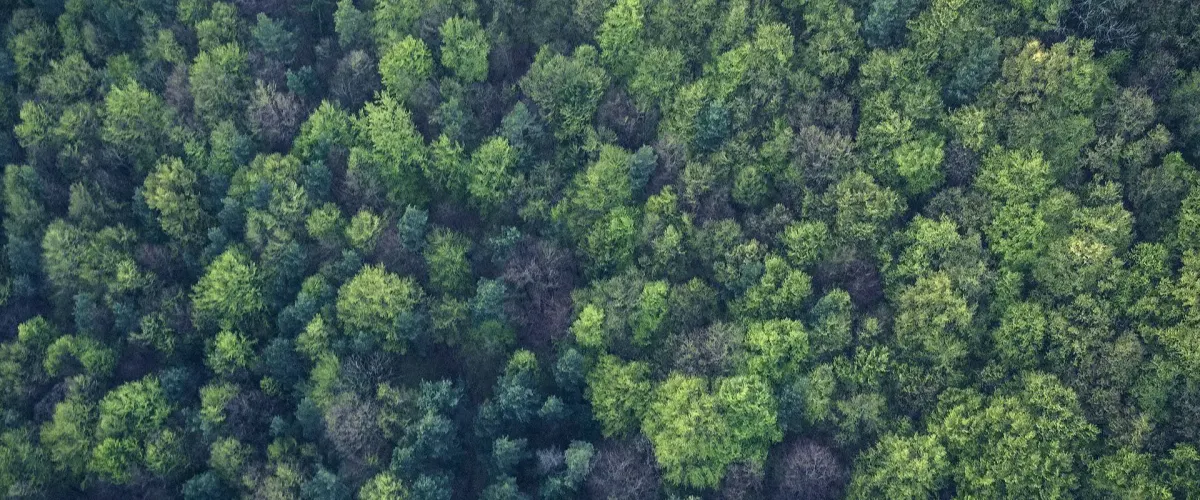 Forest — FSC-certified timber sourcing