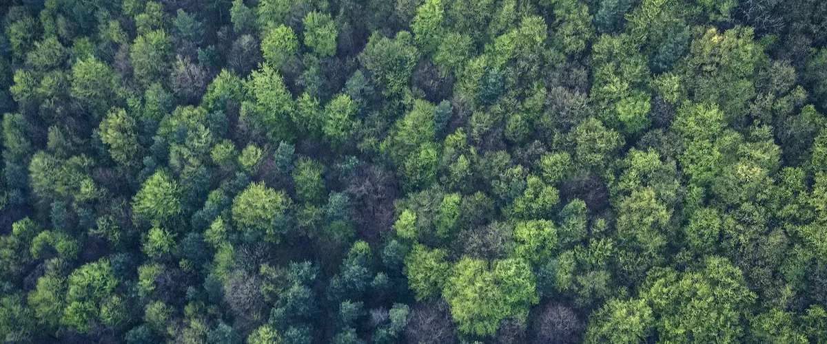 Aerial view of dense green forest canopy, representing responsibly sourced timber