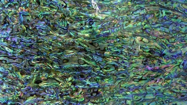 Green abalone shell veneer