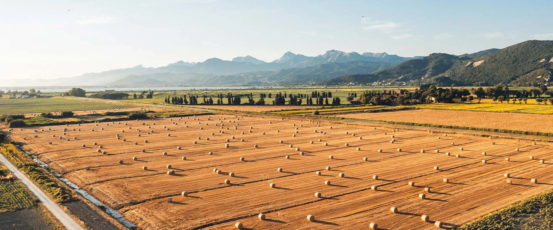 Rye Fields