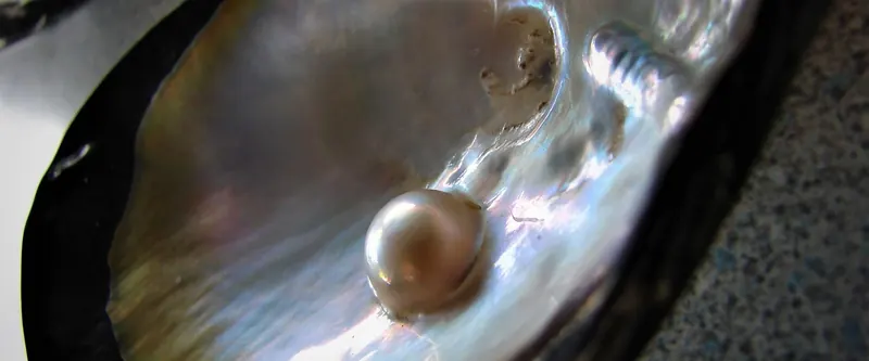 Pearl resting in an open oyster shell lined with shimmering mother of pearl