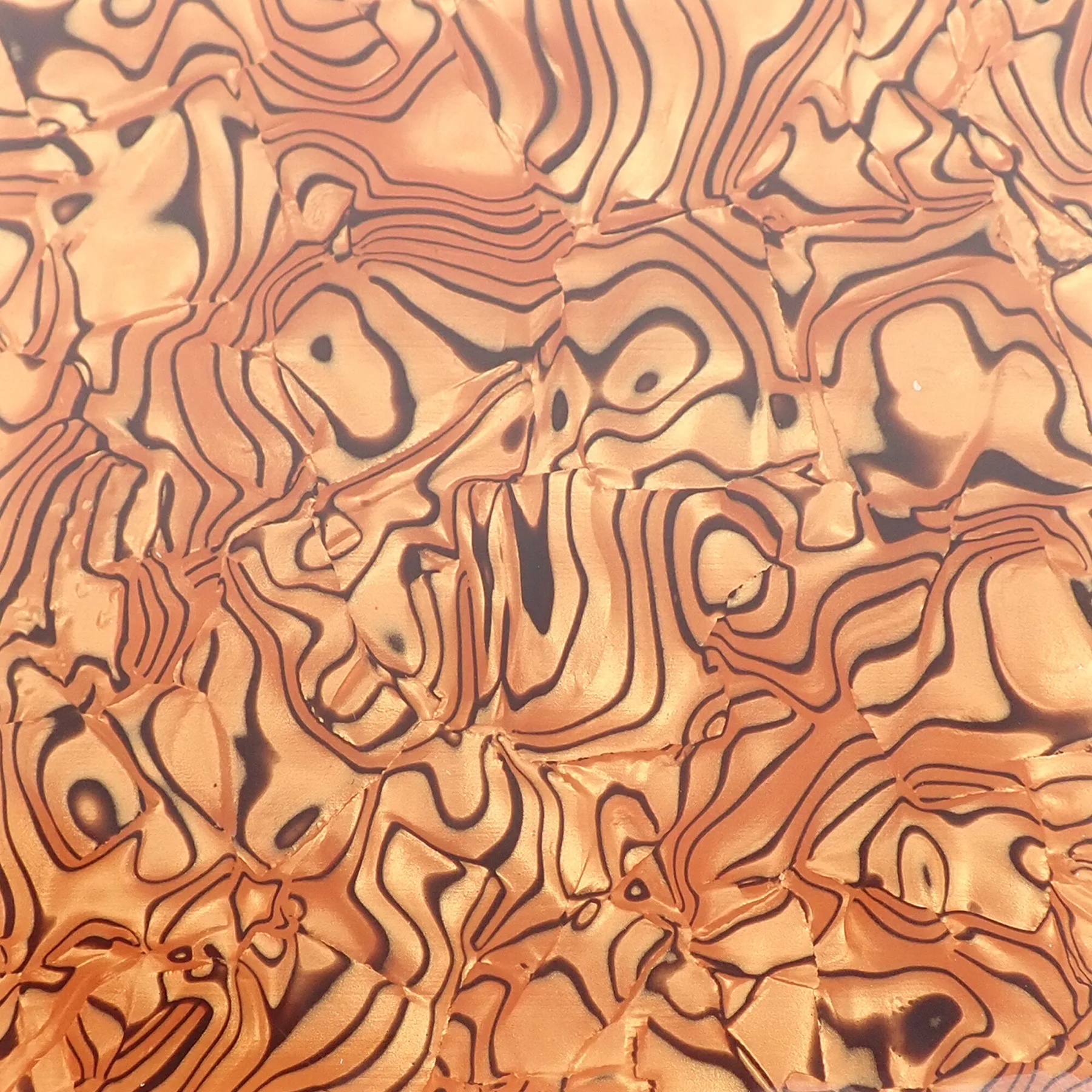 Brown Tiger Shell