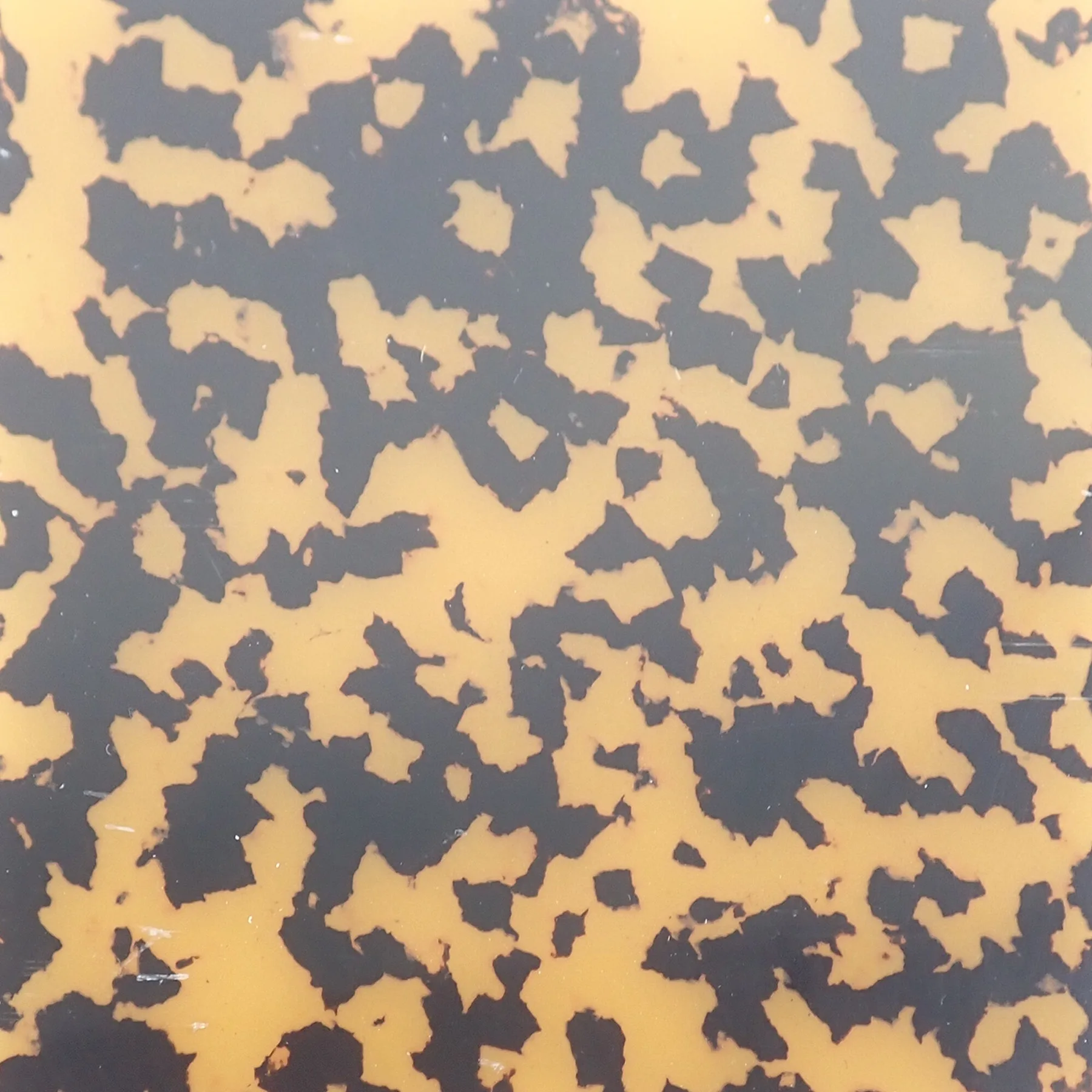 Dark Spotted Tortoiseshell