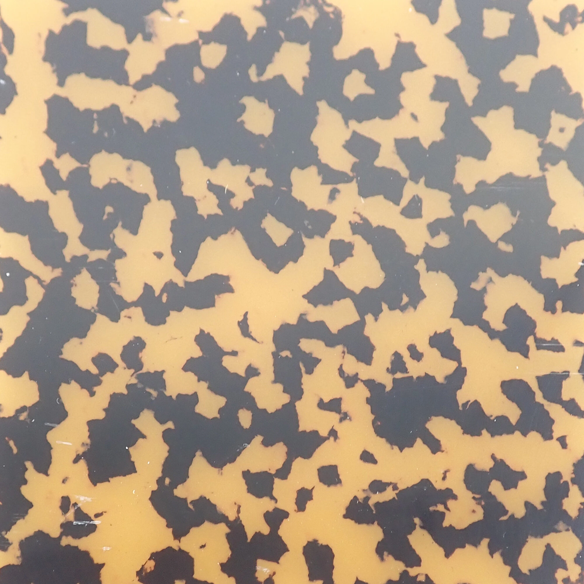 Dark Spotted Tortoiseshell