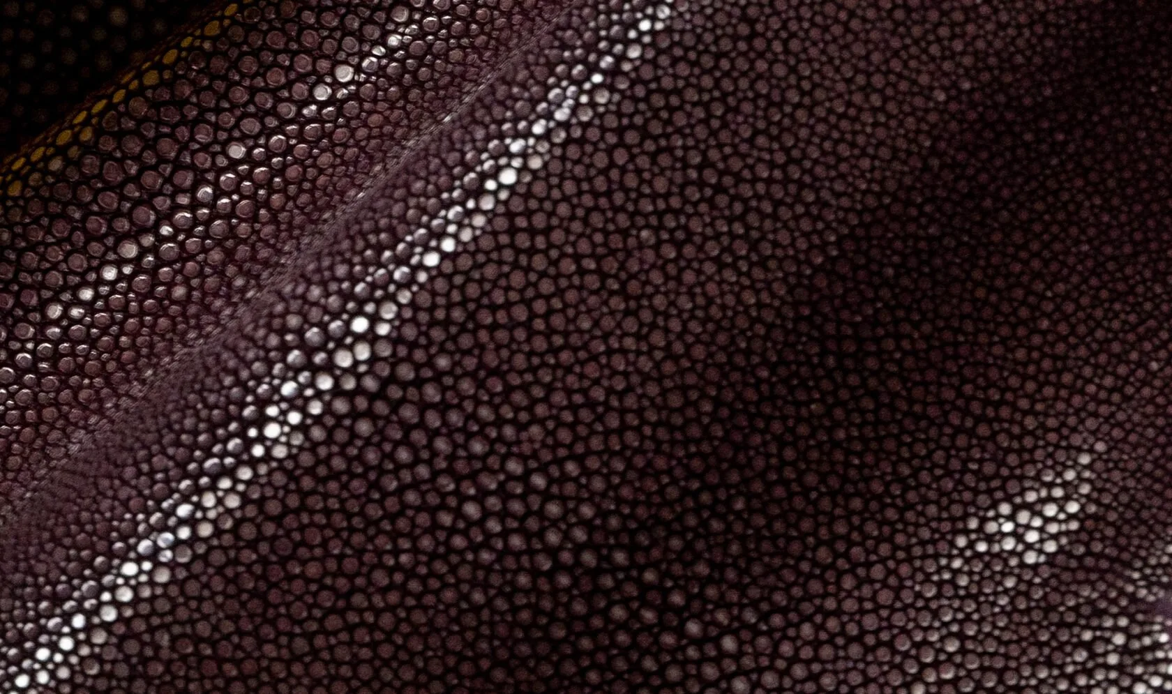 Aubergine