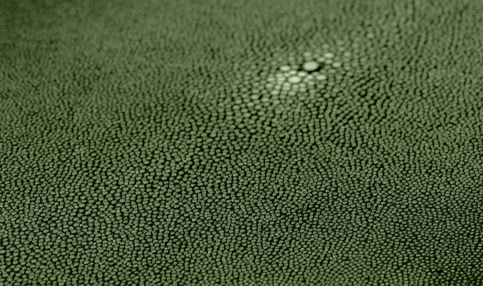 Moss