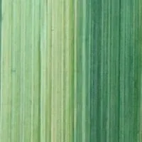 vert65