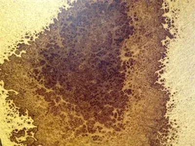 Amboyna burl wood veneer sample with mottled golden and plum-brown figure