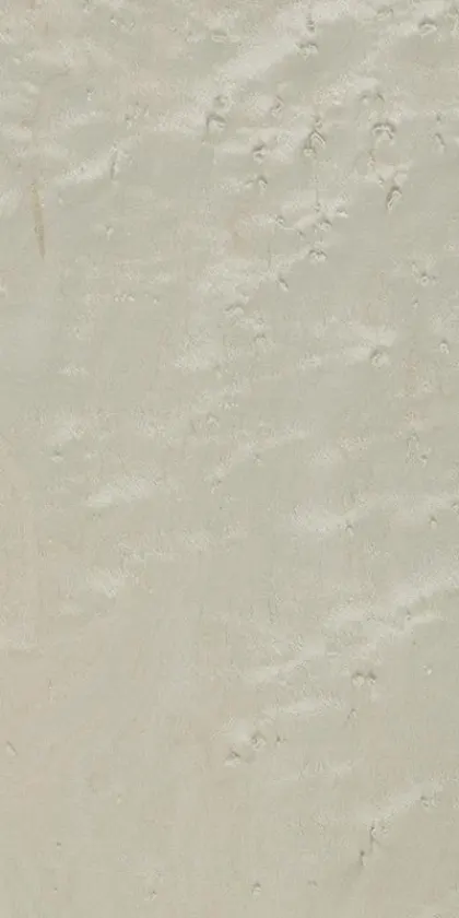 Erable dyed wood veneer code 05.054
